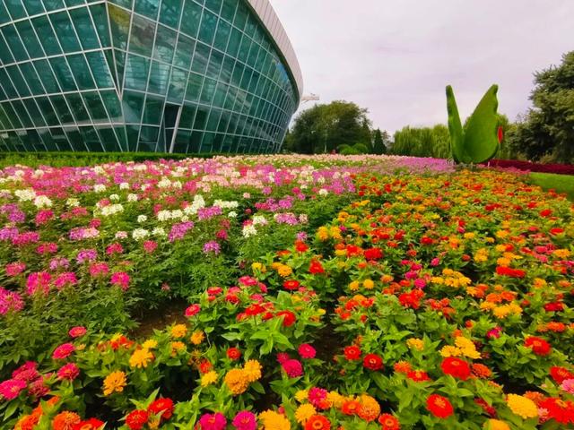 10月1日正式启幕！石家庄市植物园将举办秋季花展