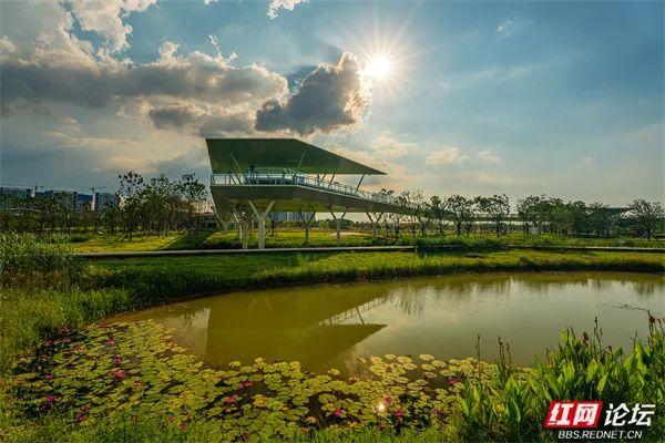 自然就在窗外！大泽湖近自然湿地公园：在城市客厅，邂逅羽翼天堂