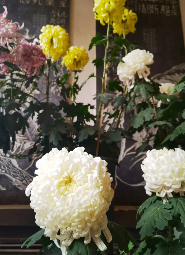 “含秋量”爆棚！快来昙华寺赏菊