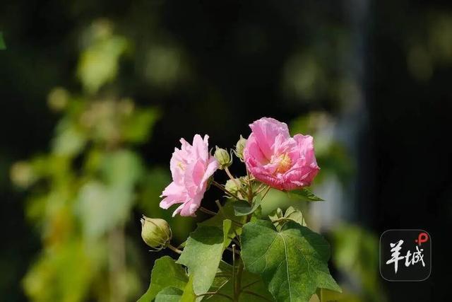 盛花期！流花湖畔迎来“冬日浪漫”！