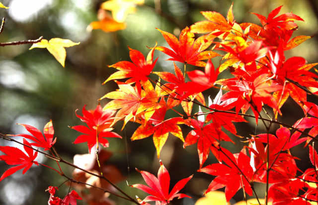 大观河畔滇朴金黄、黑龙潭公园枫叶火红……昆明街头秋色浓