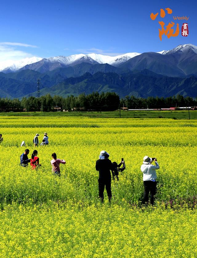 【小陇画报·387期】民乐油菜花海 金色波浪美翻整个夏天