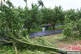 “摩羯”台风灾后海南农渔业复产“十分”努力图片
