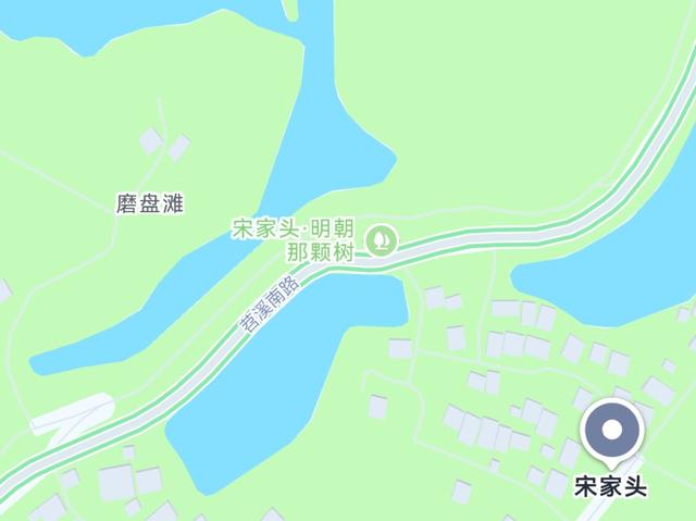 每一棵都独一无二，杭州这些“漂亮树”成热门打卡点