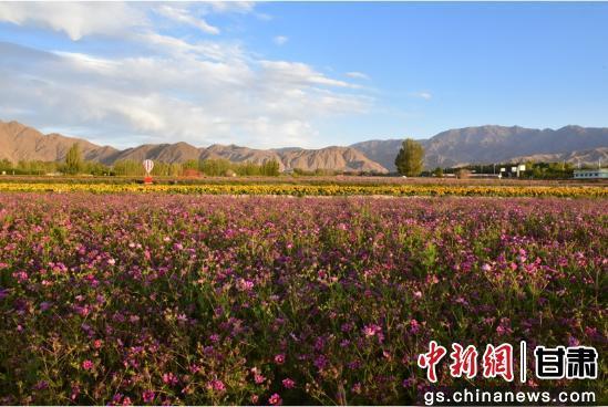 看，这里是肃北 ｜ 在七彩花田赴一场浪漫花约