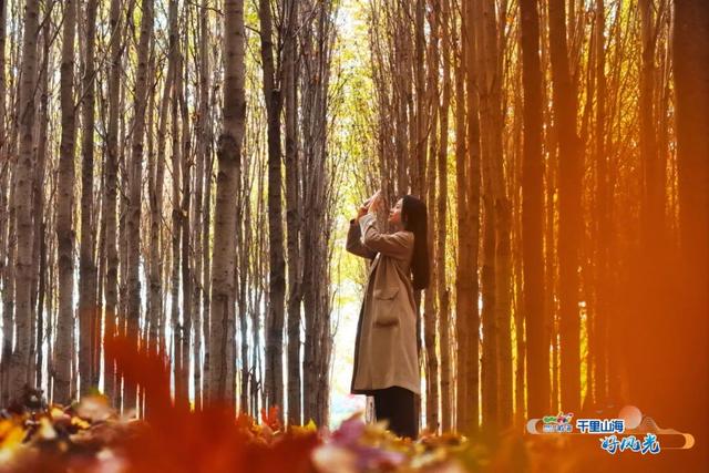 出发！抓住秋天的尾巴威海『拾秋地图』上新啦