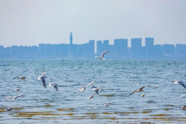 城阳区赏鸥打卡攻略和赏鸥线路请收好