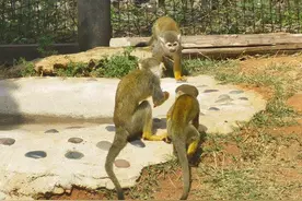 云南野生动物园11只松鼠猴将于五一假期与游客近距离见面图片