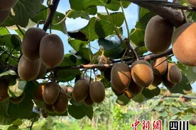 绵阳梓潼：3000余亩有机猕猴桃上市图片