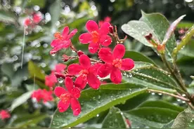 雨雨雨雨+冷冷冷冷~~人工降雨来缓解干旱啦图片