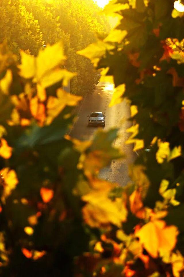 在长沙，幸福也许是听得见的风声，看得见的红叶……