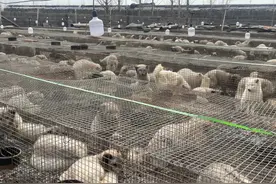 冒充牛羊兔肉？狐貉胴体黑市曝光：未检疫禁食用狐貉肉销往多地图片