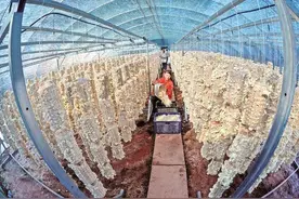 乡村振兴的武胜“口诀”图片