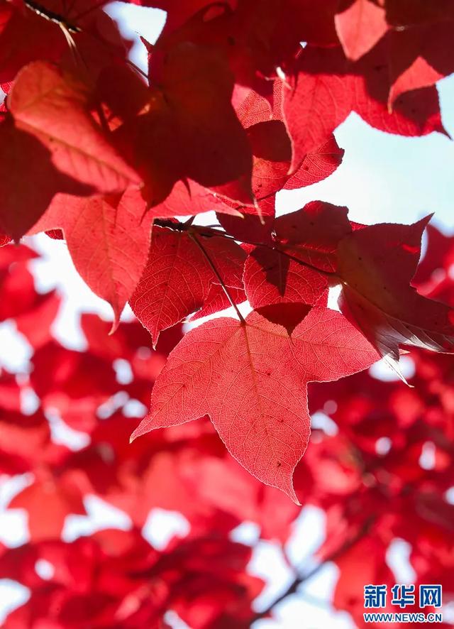 昆明迎来最美赏枫季 打卡攻略奉上