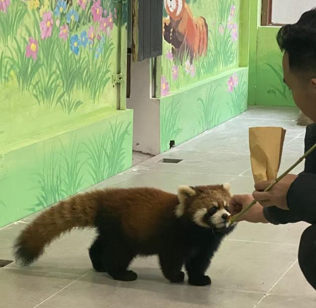 门票8元！杭州一动物园，正式开放！来了好多“新朋友”