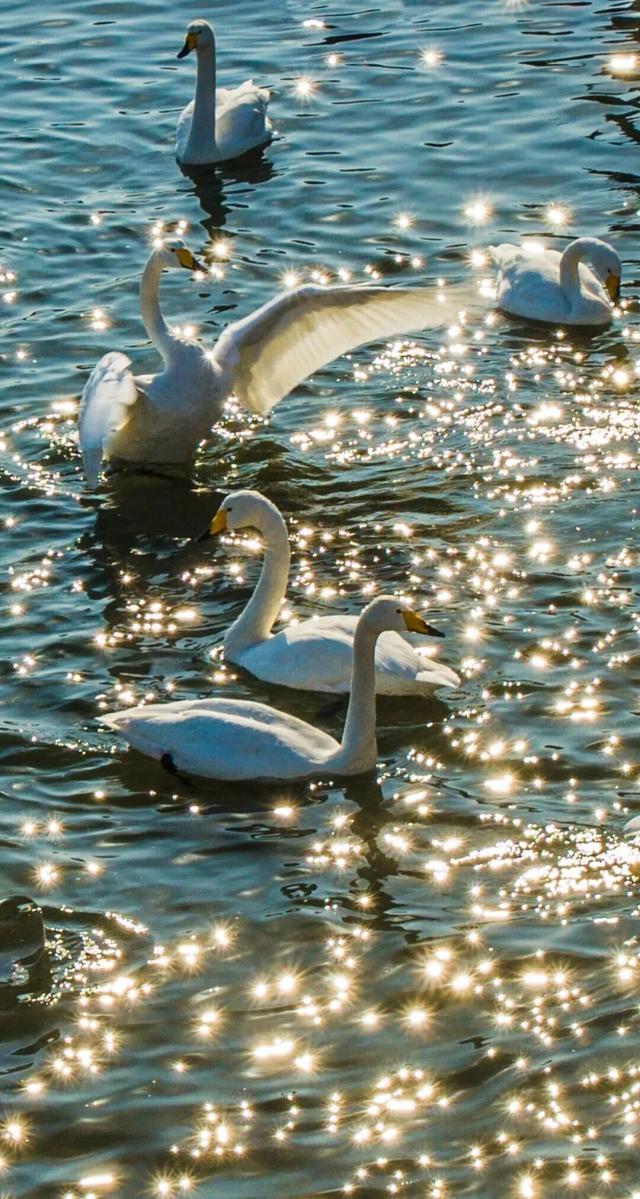 没有保持苹果肌扁平的义务，威海这个“雪窝子”太好玩了！