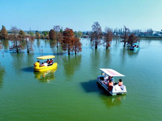 庐江大汉塘万株池杉迎来绚烂“红妆”季
