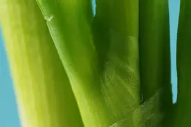 溯源之约 | 与章丘大葱共赴一场“高大脆白甜”的探寻之旅吧图片