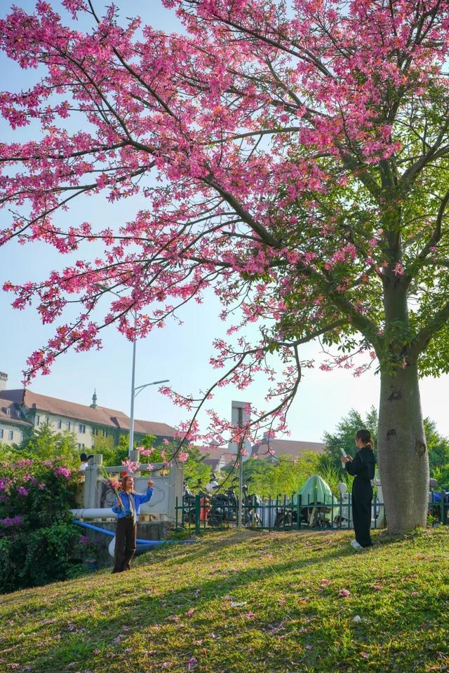最美松湖 | 这棵“顶流”异木棉到底有多顶？
