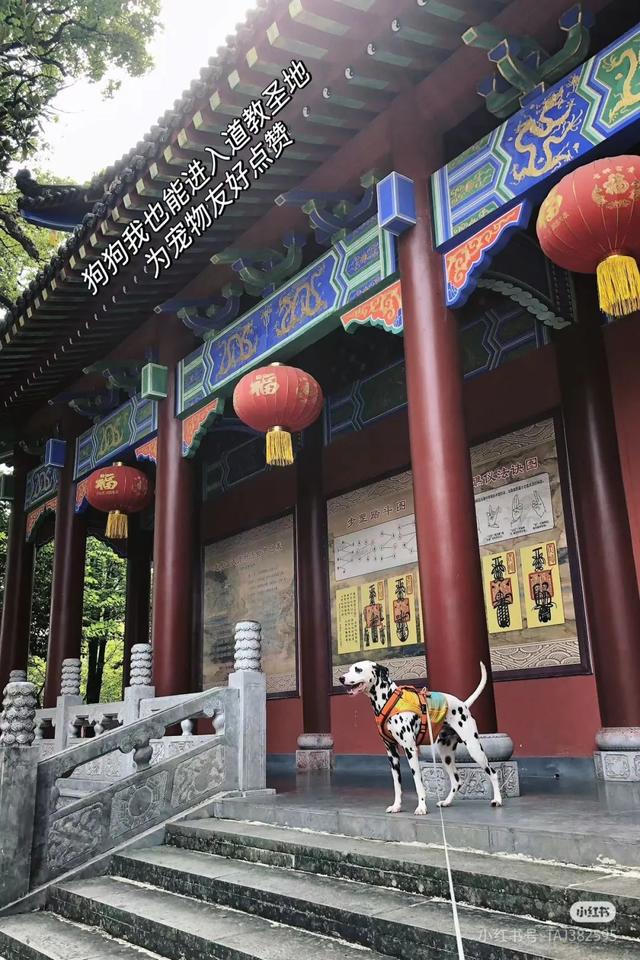 滑板耶耶帅气出街，打卡道家仙山！龙虎山宠物友好景区实锤了，快带上毛孩子来畅玩仙境福地！