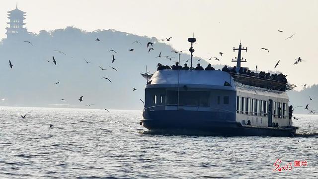 无锡太湖迎观鸥季