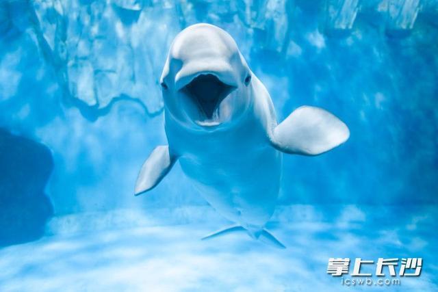 双节同庆，长沙海底世界每天13个小时“鲸”彩狂欢不停歇