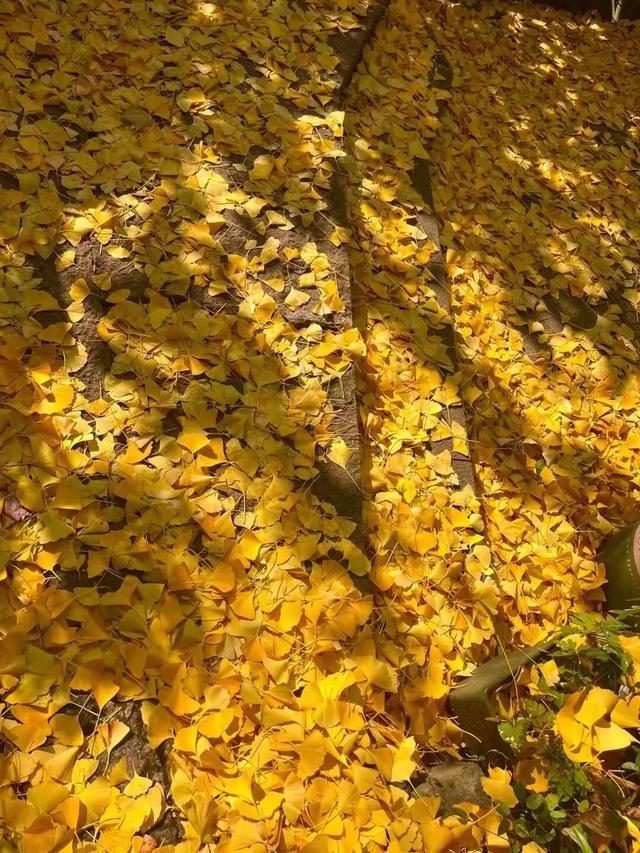 临安，一座被银杏腌入味的城市