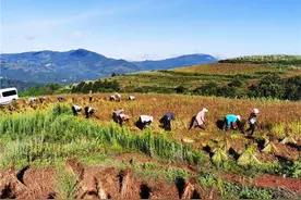 小苦荞撬动大产业 寻甸联合乡小杂粮吃出“致富经”图片