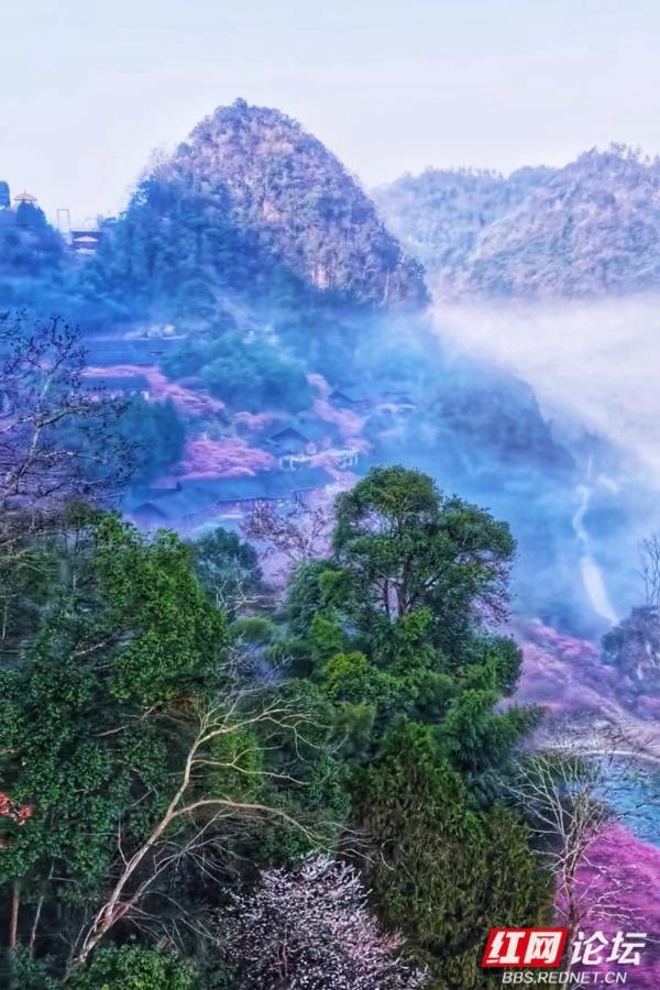 【赴春之约】晨雾漫过青瓦，胭红缀满春山