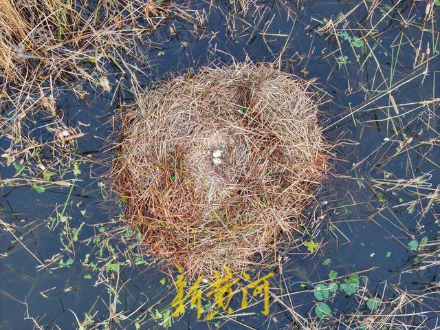 萌化了！跟着黑天鹅宝宝畅游济南华山湖