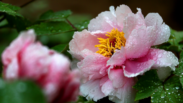 国家级名单公示！与洛阳牡丹有关→