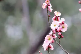 新视界｜料峭春寒中，美人梅花开图片