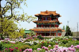 菏泽牡丹即将绚烂绽放，一字了解各大园区的国色芳华图片
