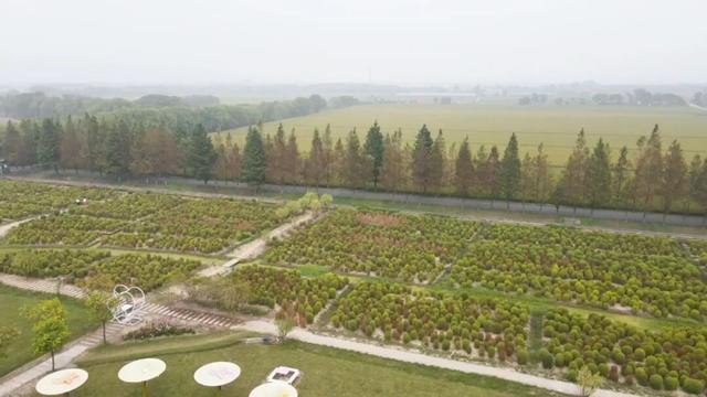 嘉定这里粉了！有人早上６点半从浦东出发，只为一睹美景