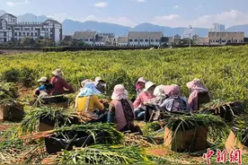 云南罗平：深耕小黄姜全产业链 提升品牌竞争力图片