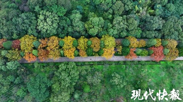 明孝陵石象路秋韵初绽，“最美六百米”斑斓上线