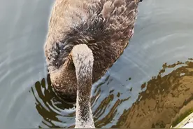 青岛版“天鹅湖”！平度现河公园发现黑天鹅，市民感慨太美了图片