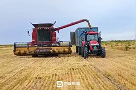 日照援疆再创奇迹！中国面积最大的纯沙漠麦田试种成功图片