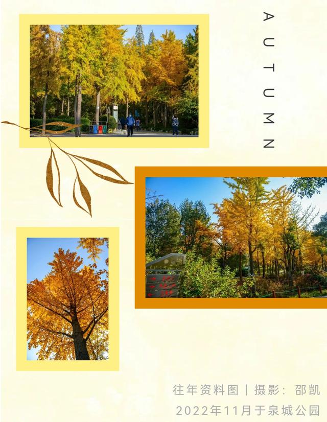 《2025济南赏银杏地图》出炉！一键收藏，赶快出发！