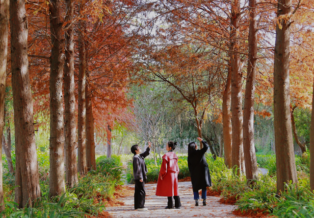 红红火火！这幅八闽“杉”水画等你细细品