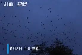 30秒｜早出晚归 燕子以树为家图片