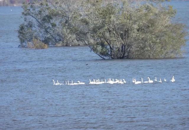 又到候鸟季，相约陆浑来观鸟~