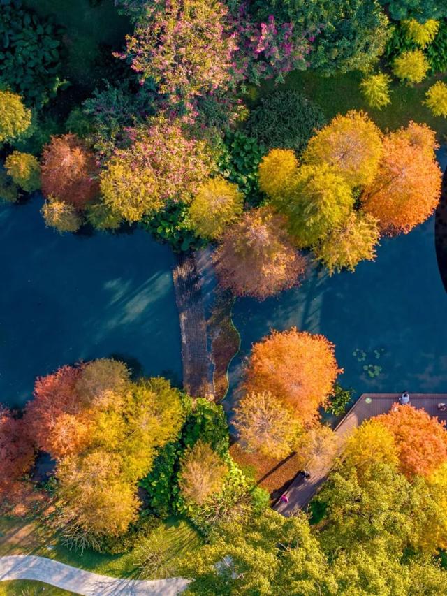 绝美！广州这片落羽杉进入变色季，地铁直达→