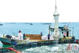 精彩港城 魅力湛放图片