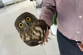 合肥发现日本鹰鸮图片