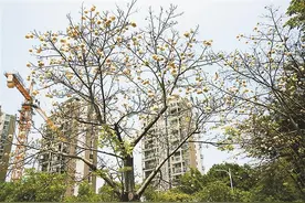 深圳木棉“飞雪”让人愁图片
