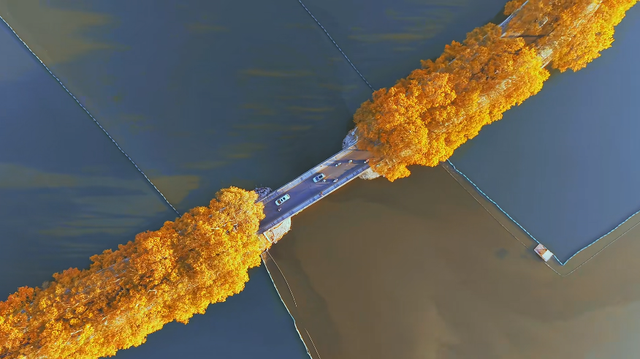 江西的这些“赏桐”胜地，治愈又出片！