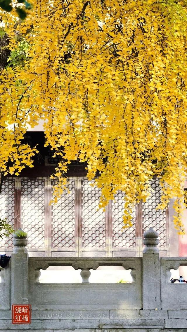 “西红柿炒蛋树”排队？快来秦淮开启“金黄时刻”！