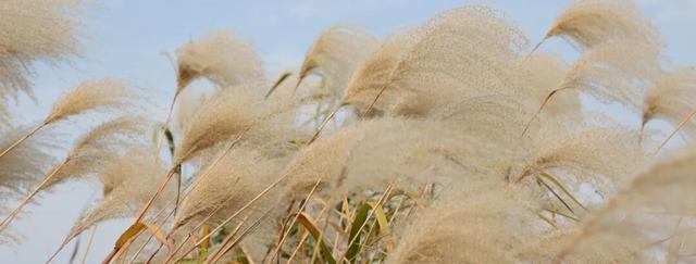 遇见丨开福·逛三园：我在「鸭嘴公园」好快乐鸭！