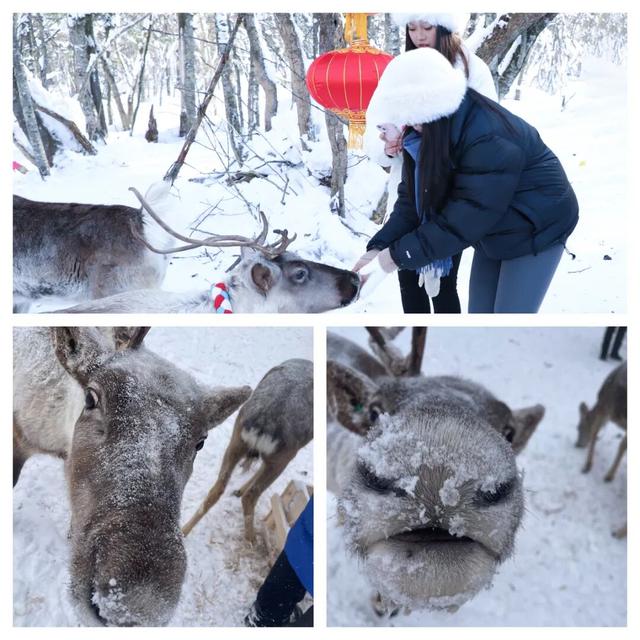 和龙顶流！美翻了！